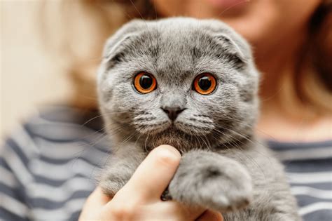 what is the most friendly cat breed